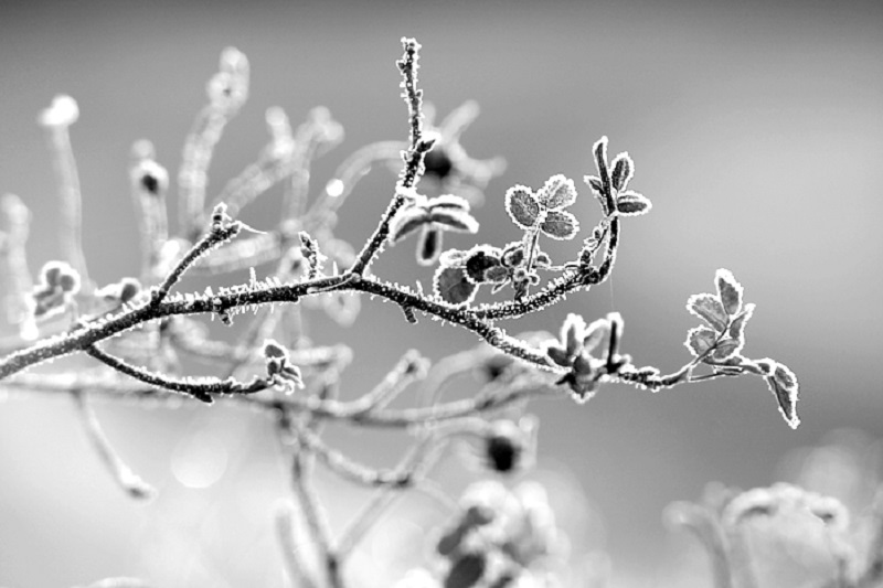 plantar en diciembre