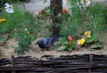 ¿Cómo ahuyentar palomas del jardín?
