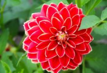 10 de las flores exóticas más bonitas del mundo